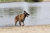 MALINOIS 463